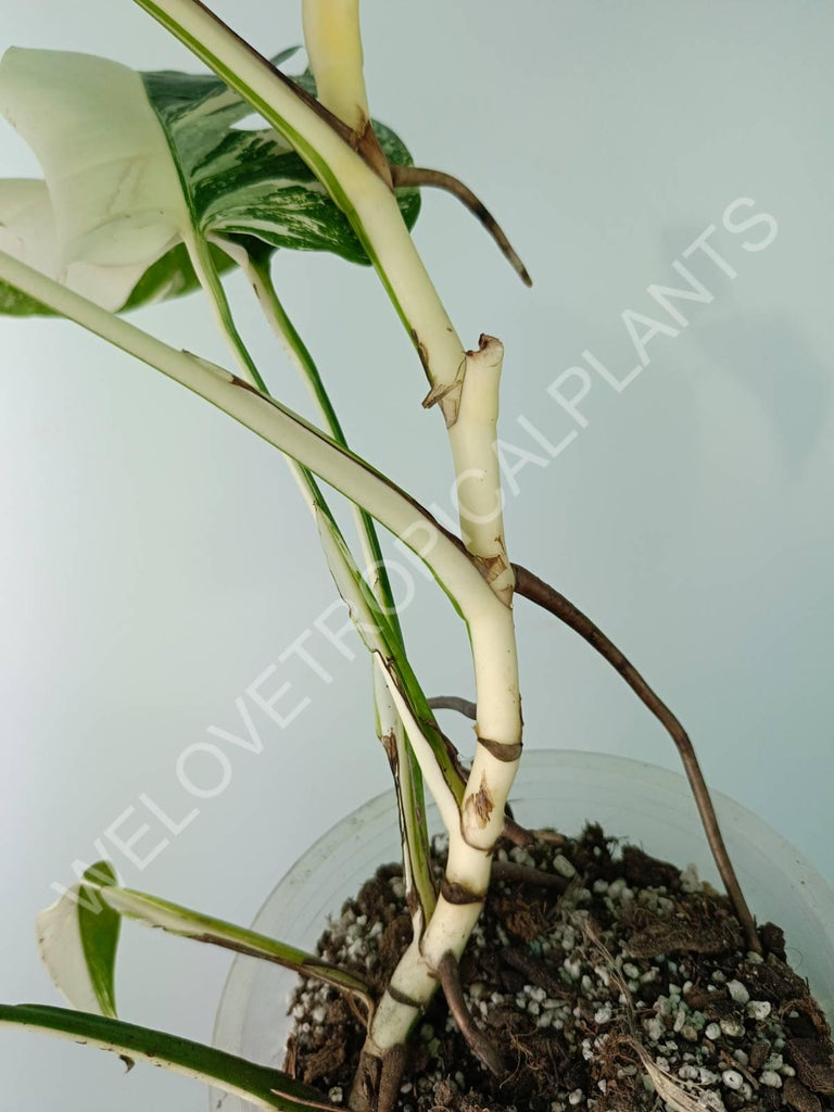 Monstera deliciosa variegata albo extra white