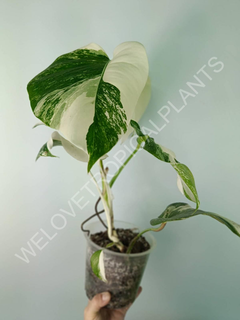 Monstera deliciosa variegata albo extra white