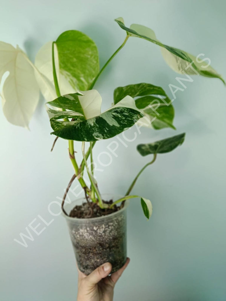 Monstera deliciosa variegata albo extra white