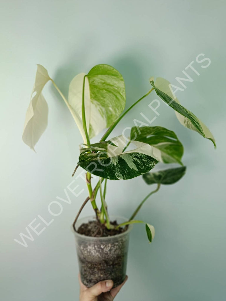 Monstera deliciosa variegata albo extra white