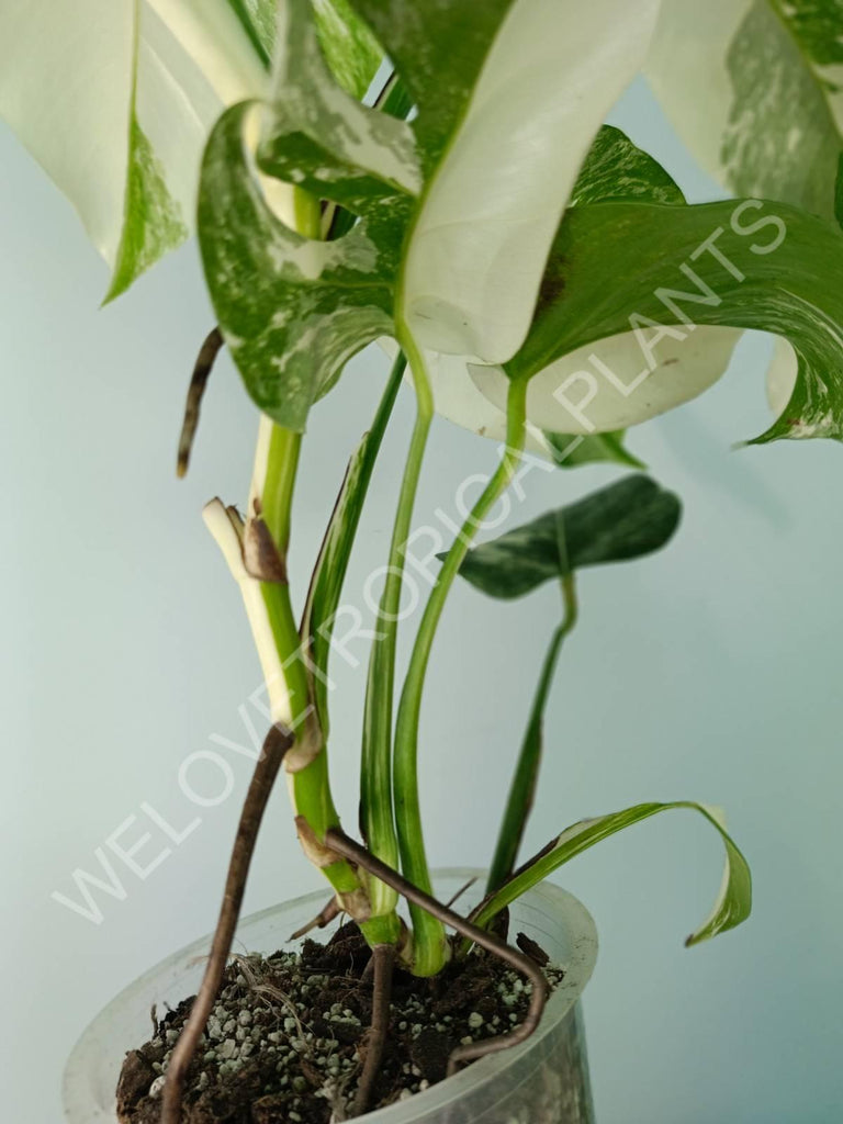 Monstera deliciosa variegata albo extra white