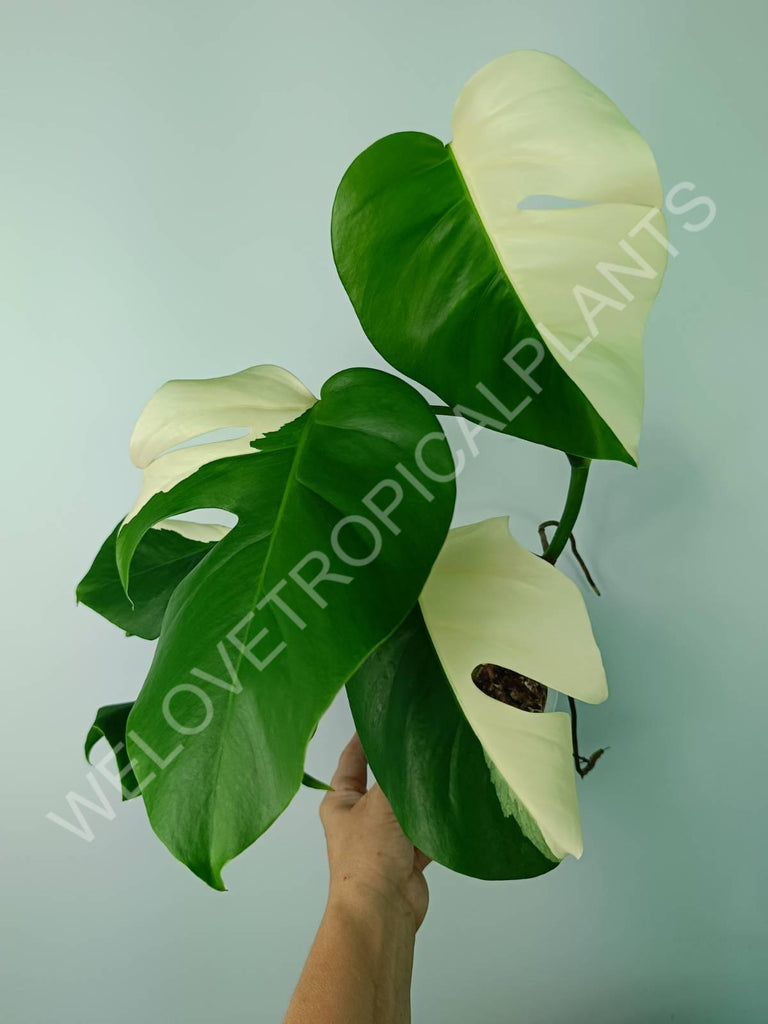 Monstera variegata albo SOLID WHITE HALFMOON