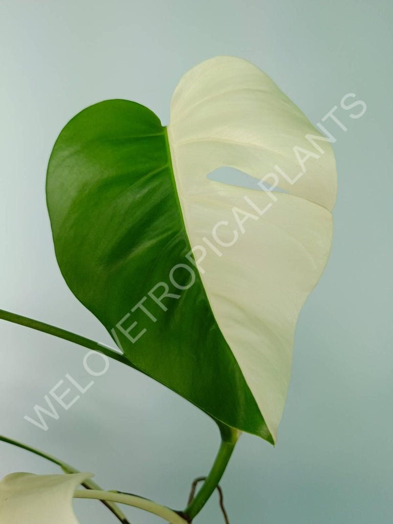 Monstera variegata albo SOLID WHITE HALFMOON