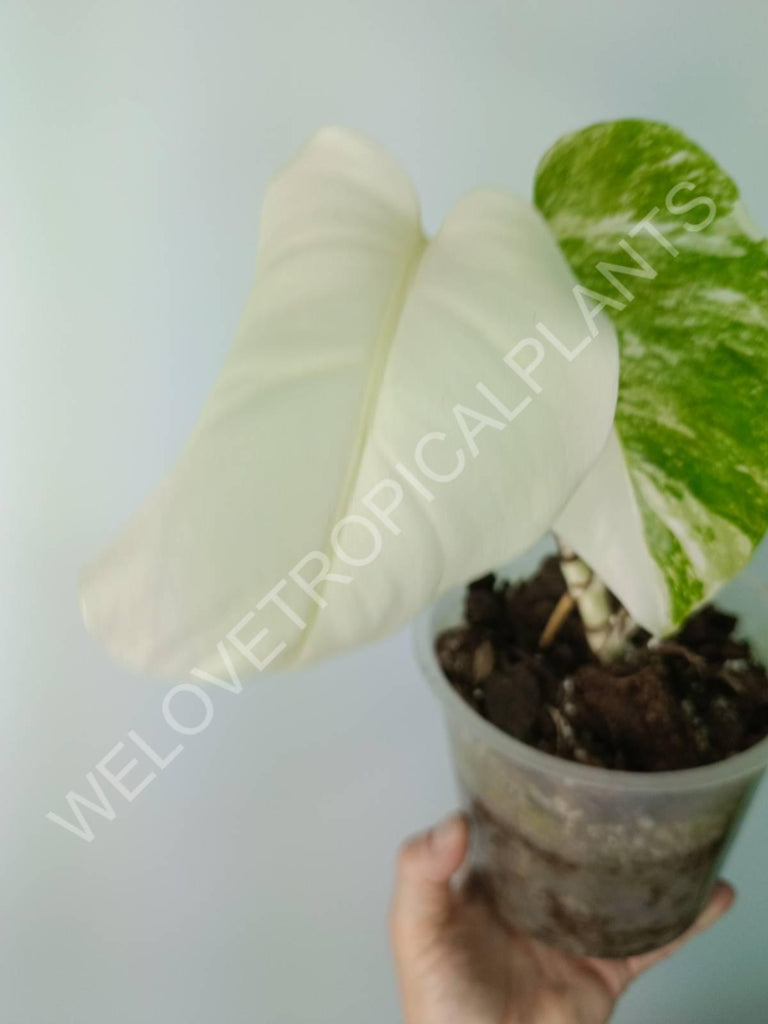 Monstera deliciosa variegata albo extra white