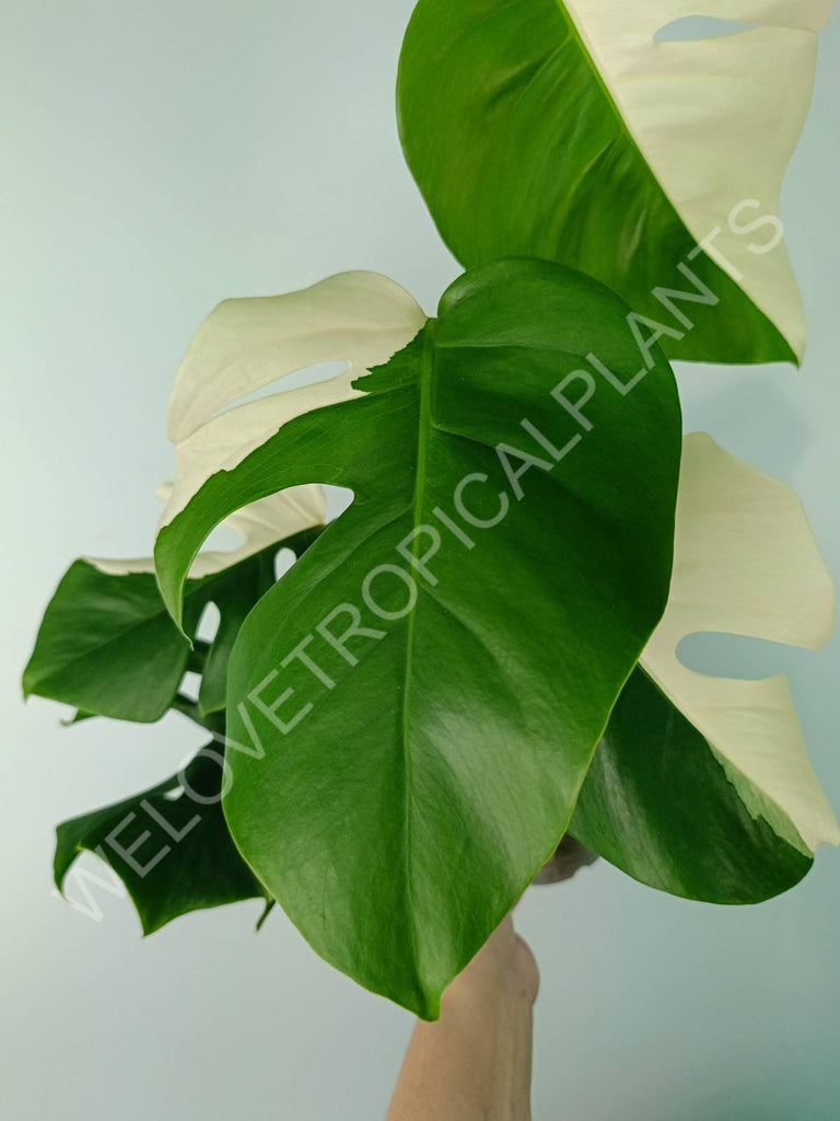 Monstera variegata albo SOLID WHITE HALFMOON