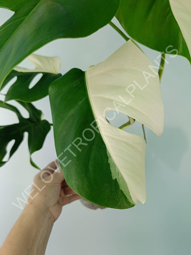 Monstera variegata albo SOLID WHITE HALFMOON