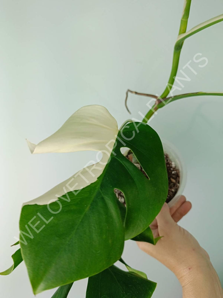 Monstera variegata albo SOLID WHITE HALFMOON