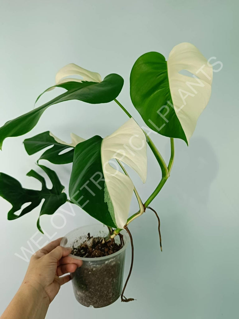 Monstera variegata albo SOLID WHITE HALFMOON