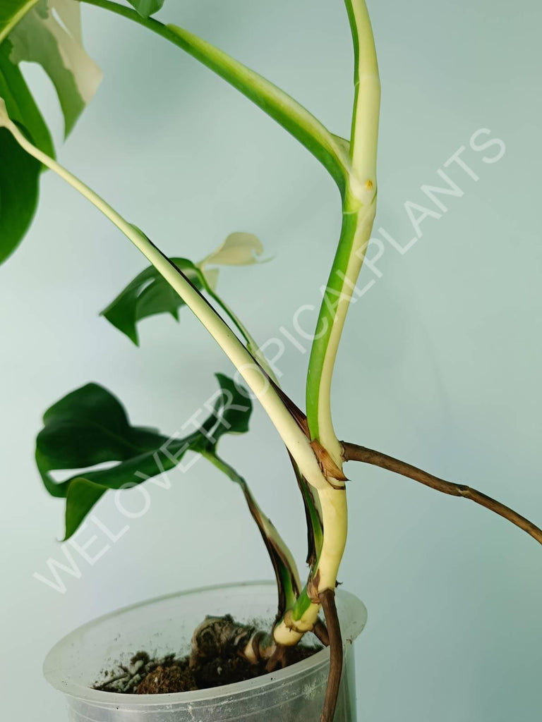 Monstera variegata albo SOLID WHITE HALFMOON