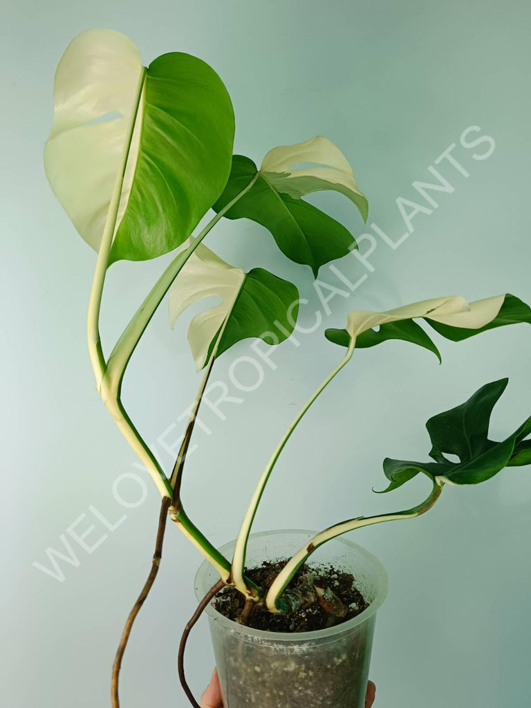 Monstera variegata albo SOLID WHITE HALFMOON