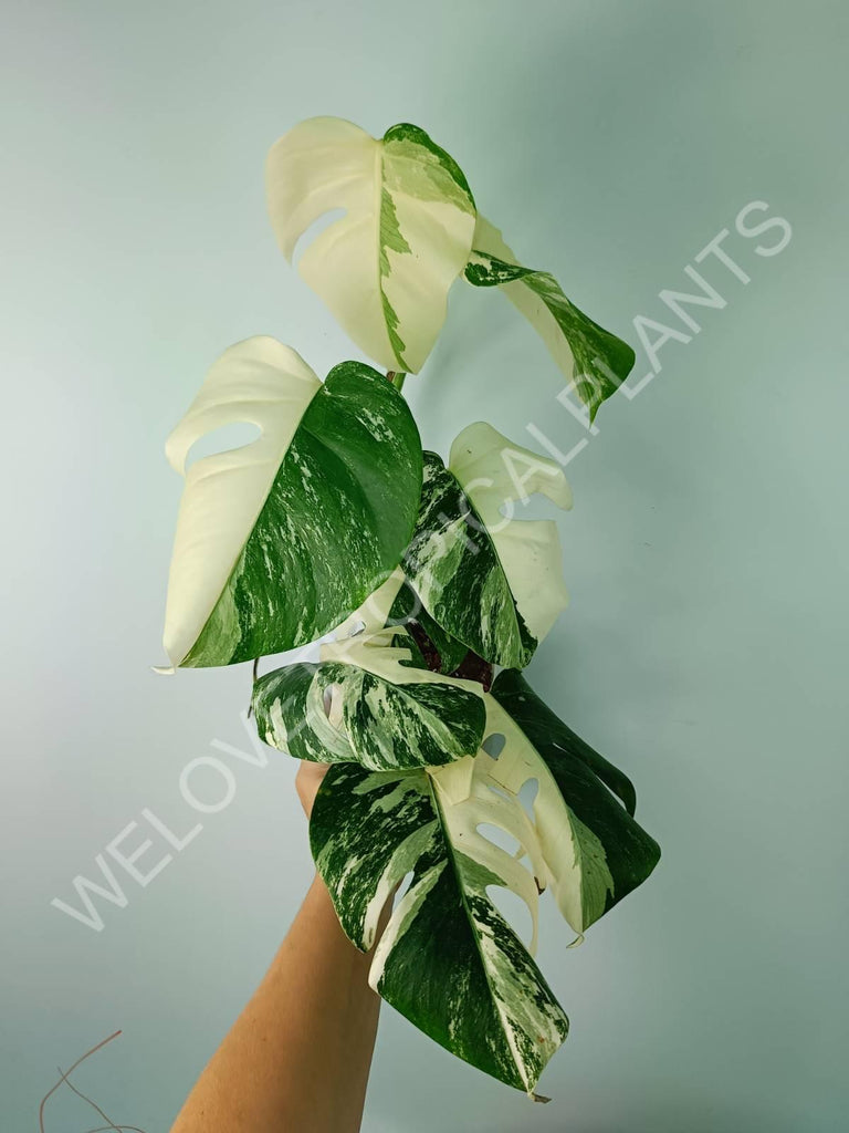 Monstera deliciosa variegata albo extra white