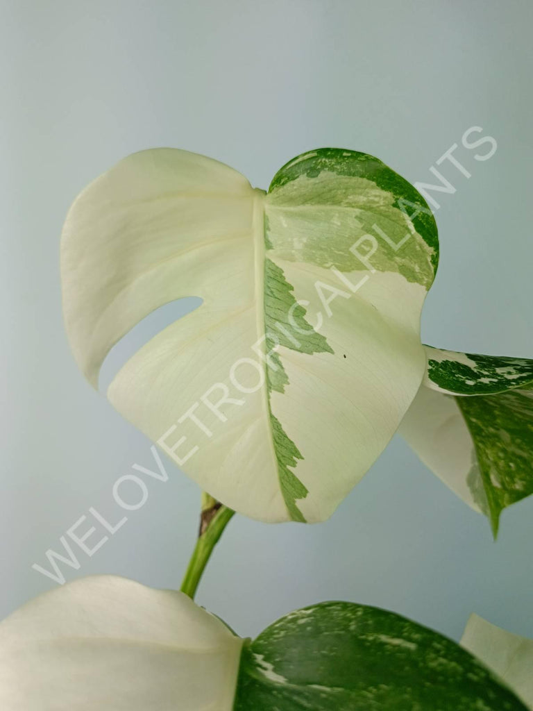 Monstera deliciosa variegata albo extra white