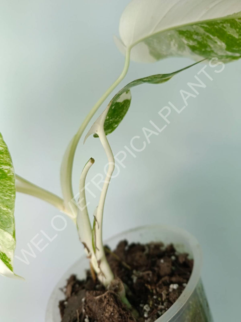 Monstera deliciosa variegata albo extra white