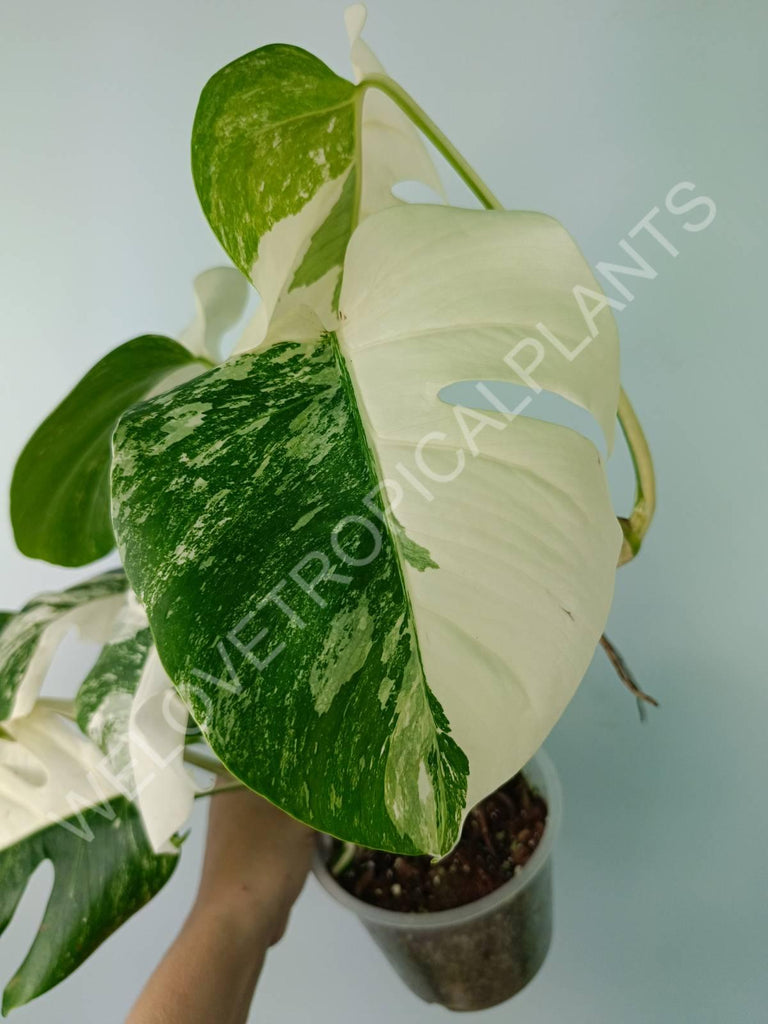 Monstera deliciosa variegata albo extra white