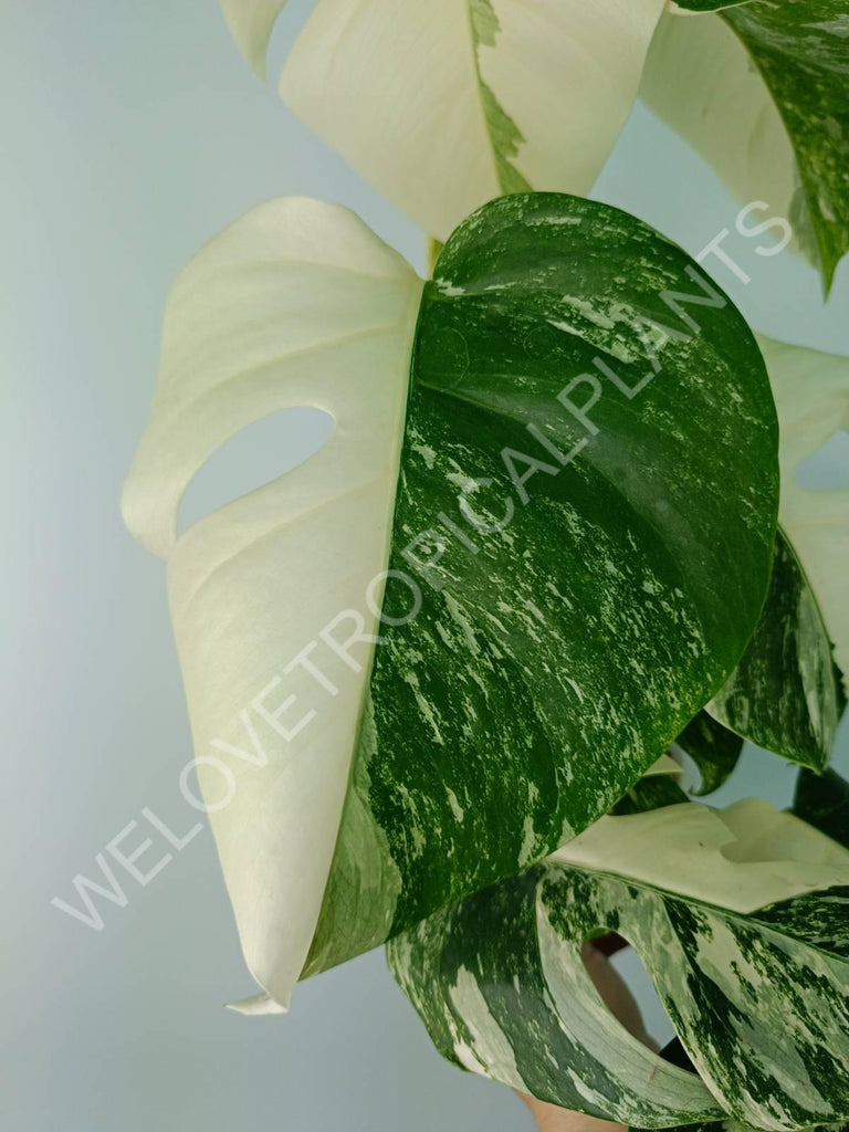 Monstera deliciosa variegata albo extra white