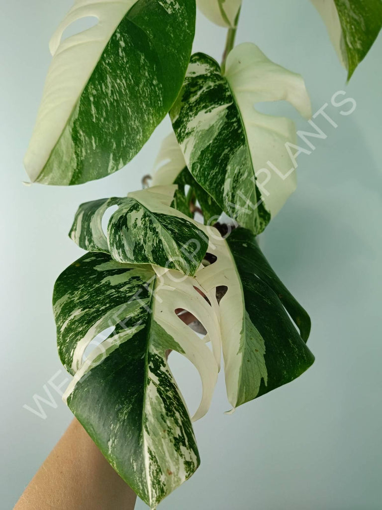 Monstera deliciosa variegata albo extra white