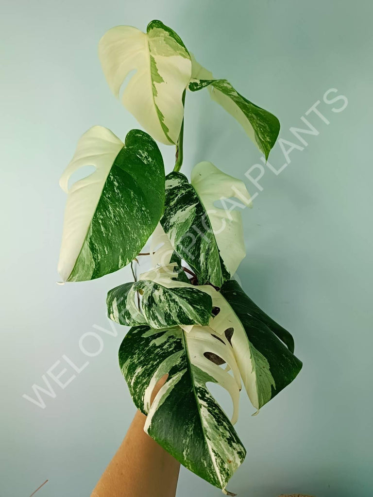 Monstera deliciosa variegata albo extra white