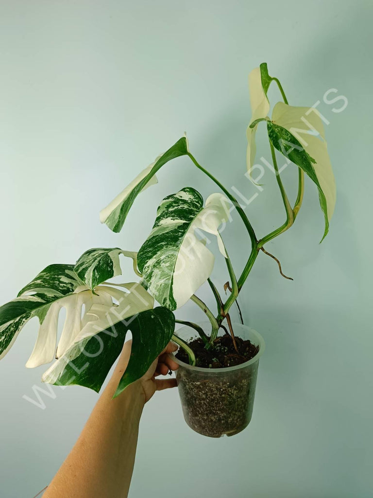 Monstera deliciosa variegata albo extra white