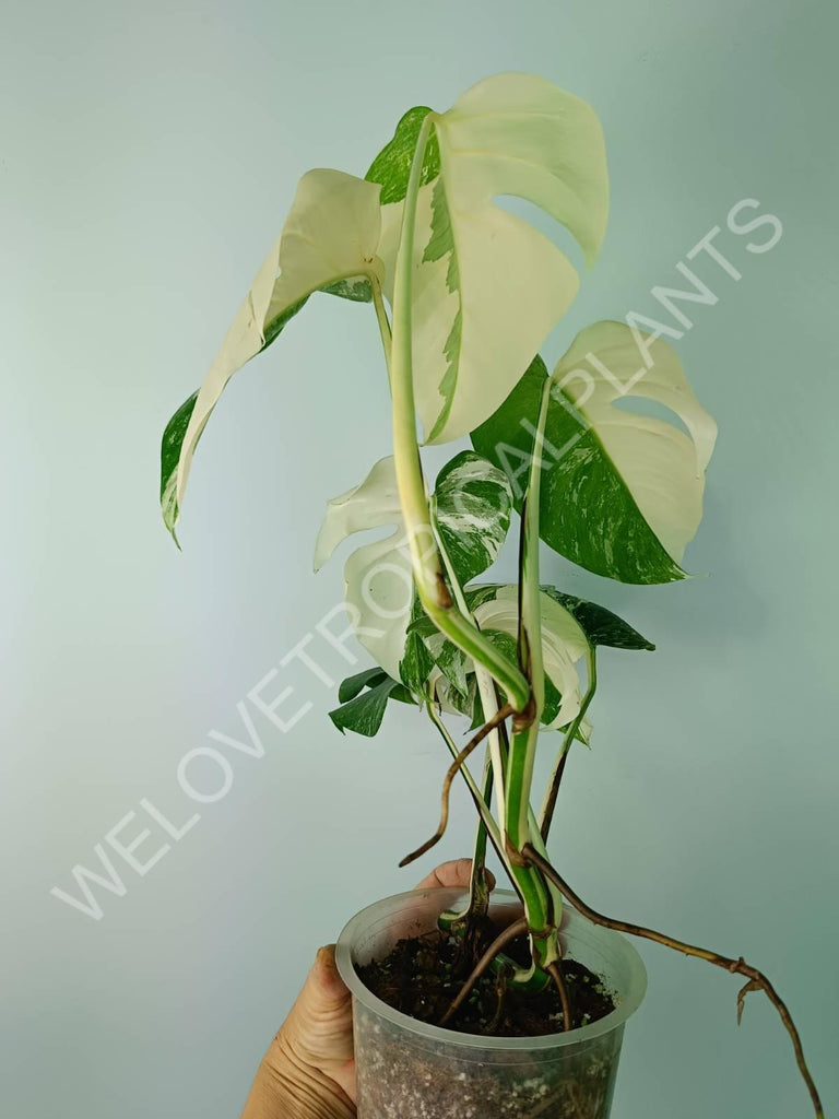 Monstera deliciosa variegata albo extra white