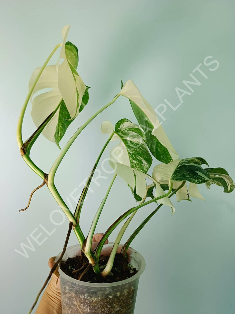 Monstera deliciosa variegata albo extra white