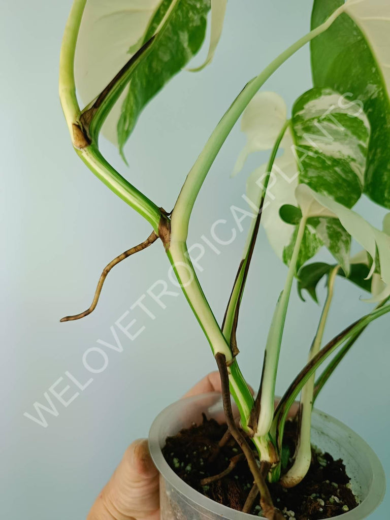 Monstera deliciosa variegata albo extra white