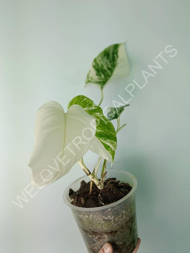 Monstera deliciosa variegata albo extra white