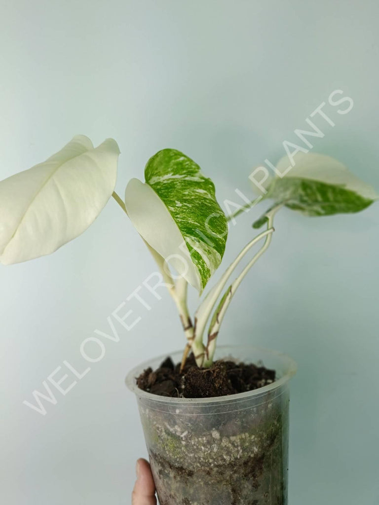 Monstera deliciosa variegata albo extra white