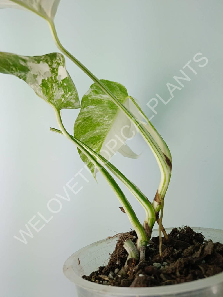 Monstera deliciosa variegata albo extra white