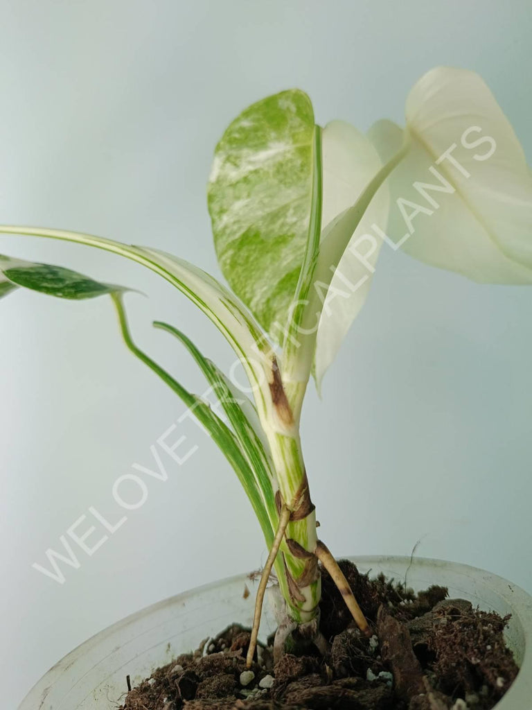 Monstera deliciosa variegata albo extra white