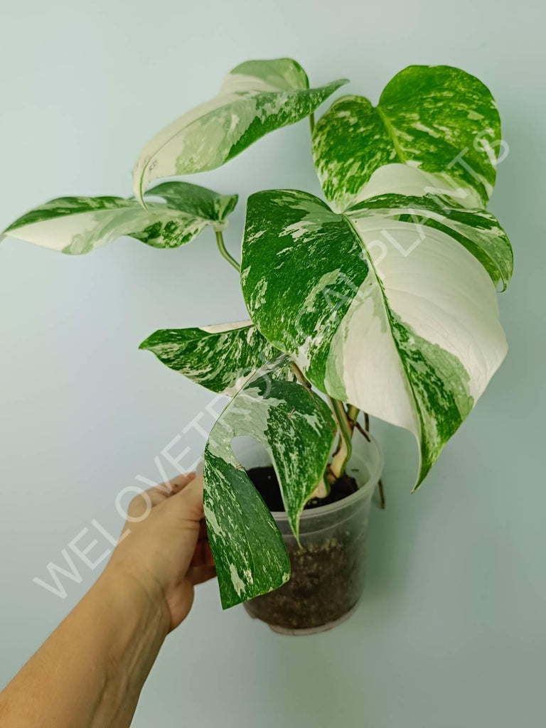 Monstera variegata albo extra white