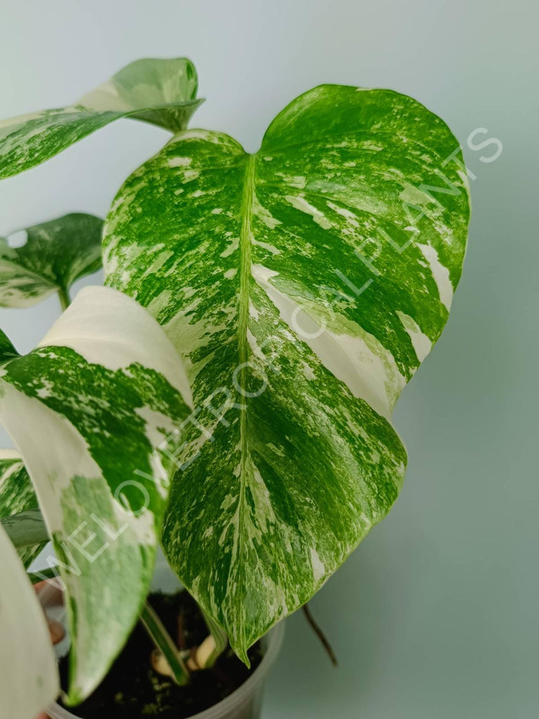 Monstera variegata albo extra white