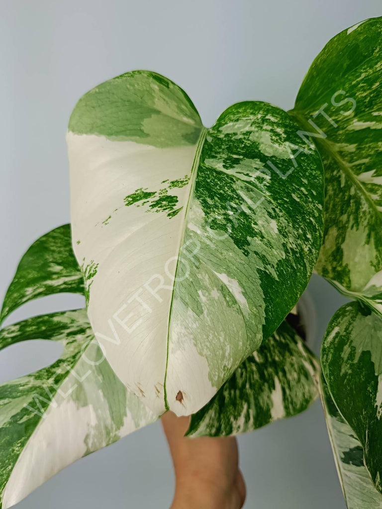 Monstera variegata albo extra white