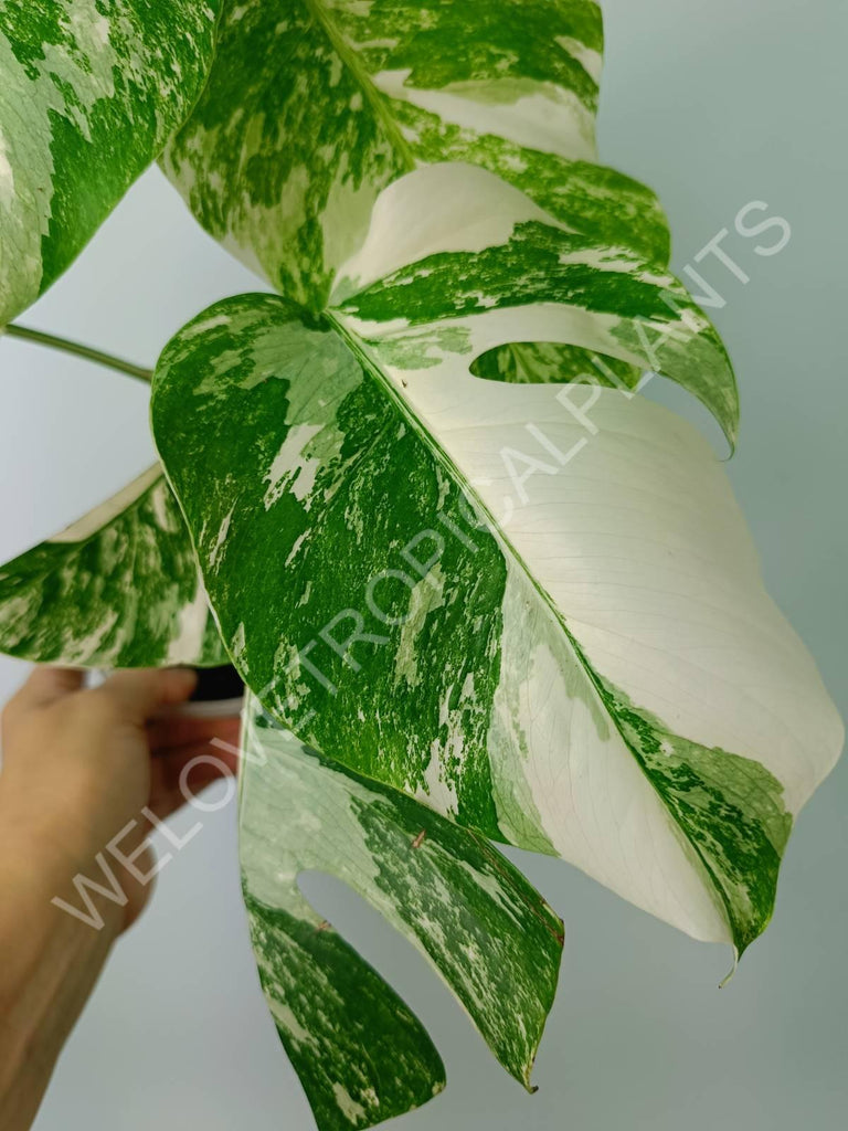 Monstera variegata albo extra white