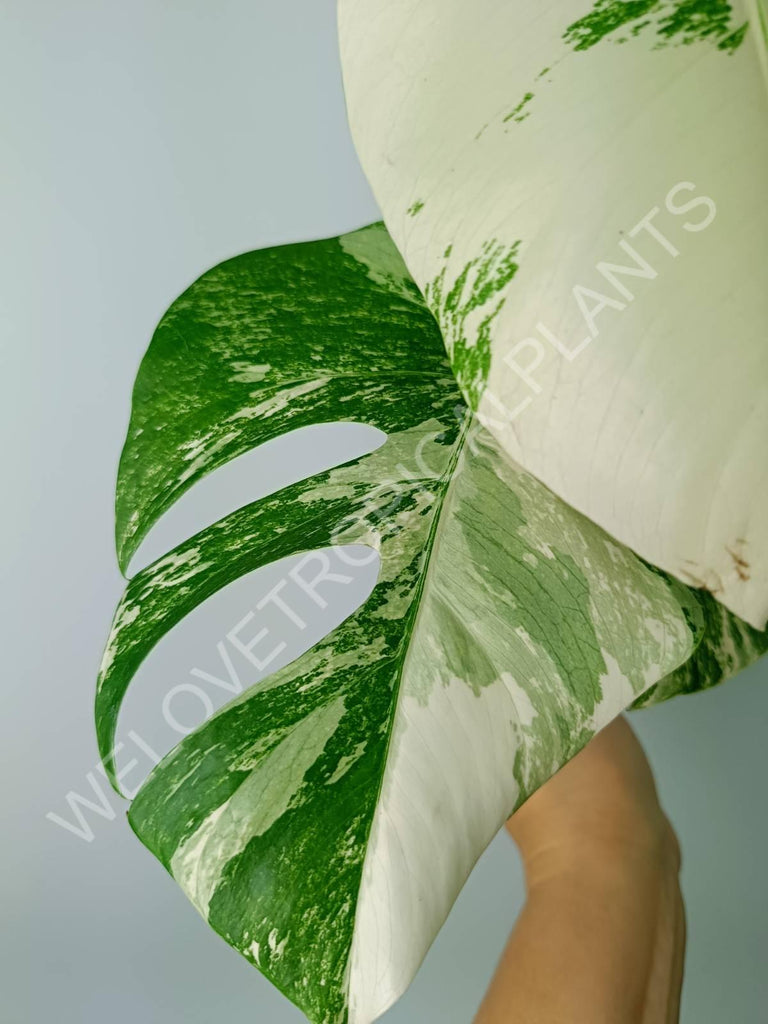 Monstera variegata albo extra white