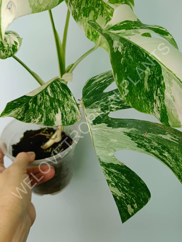 Monstera variegata albo extra white