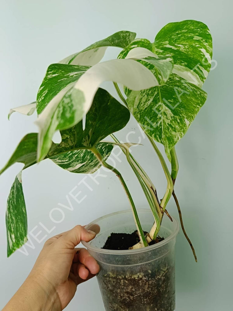 Monstera variegata albo extra white