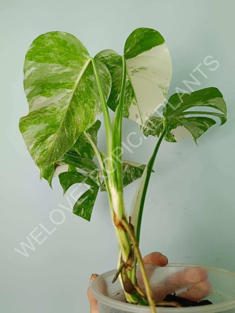 Monstera variegata albo extra white