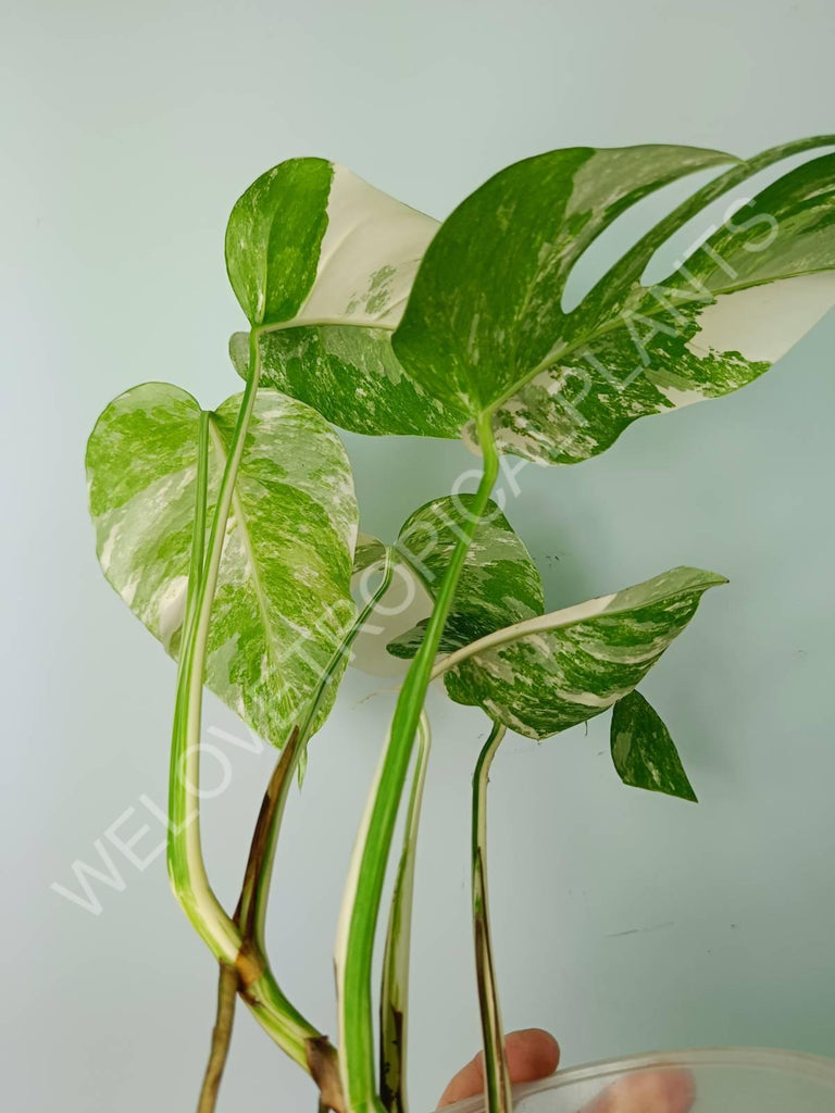 Monstera variegata albo extra white