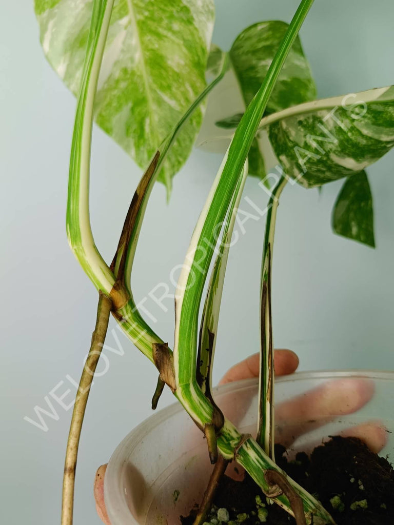 Monstera variegata albo extra white