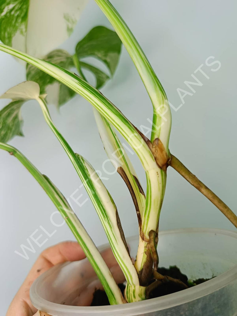 Monstera variegata albo extra white