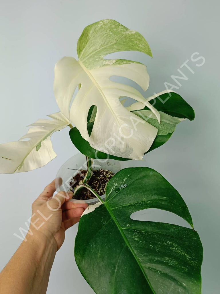 Monstera variegata albo extra white