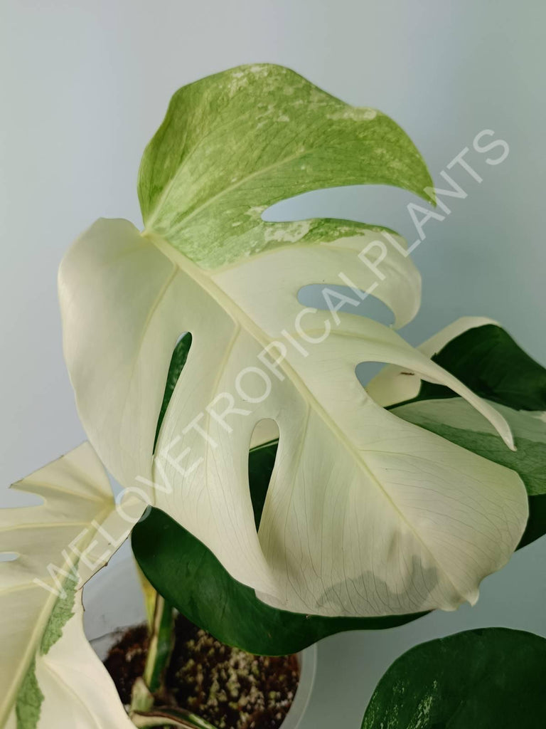 Monstera variegata albo extra white