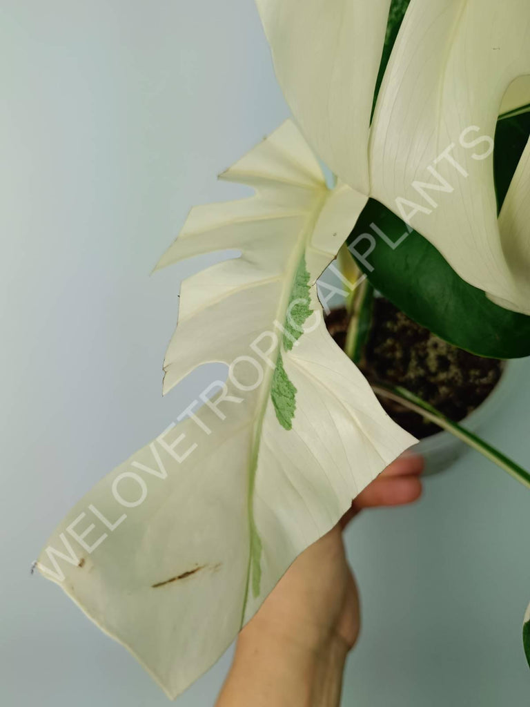 Monstera variegata albo extra white