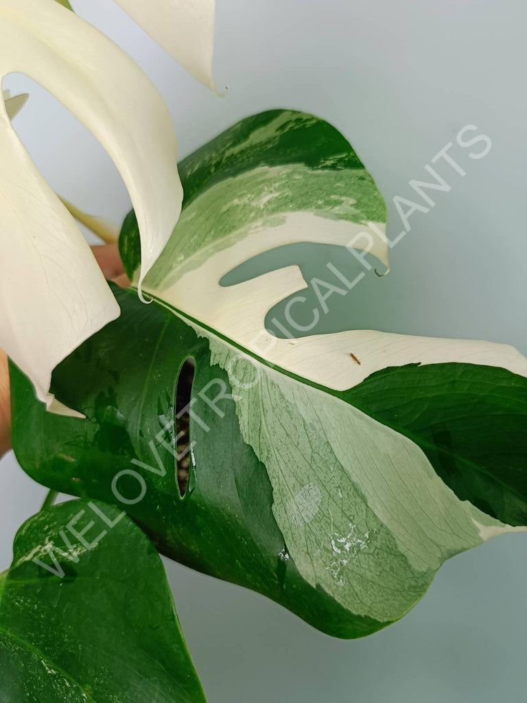 Monstera variegata albo extra white