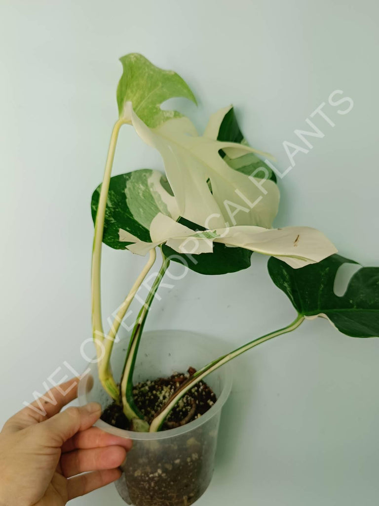 Monstera variegata albo extra white