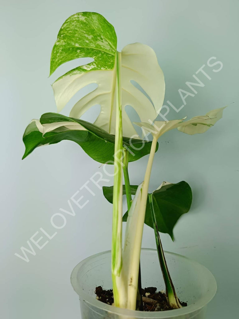 Monstera variegata albo extra white