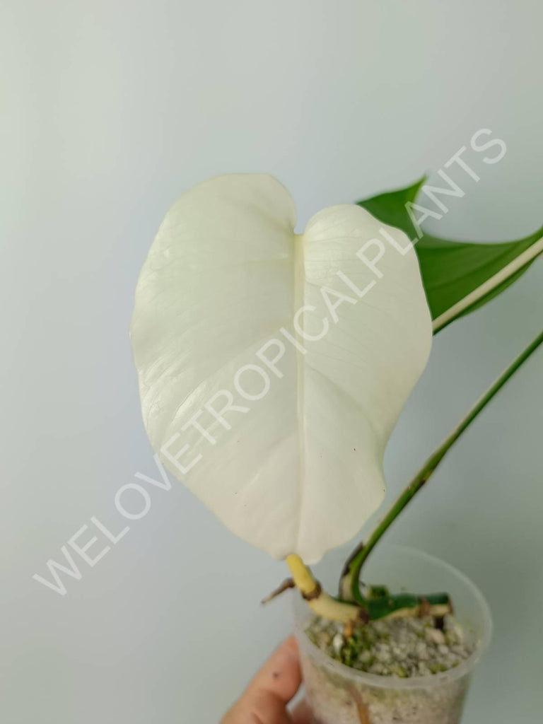 Monstera variegata albo extra white