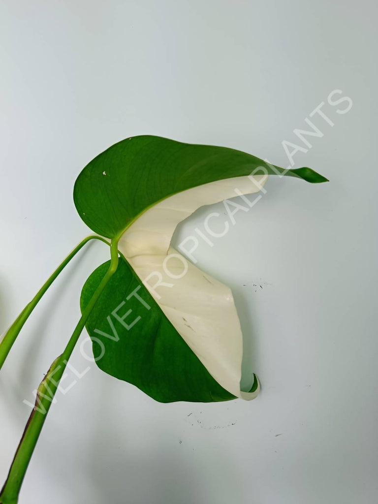 Monstera variegata albo extra white