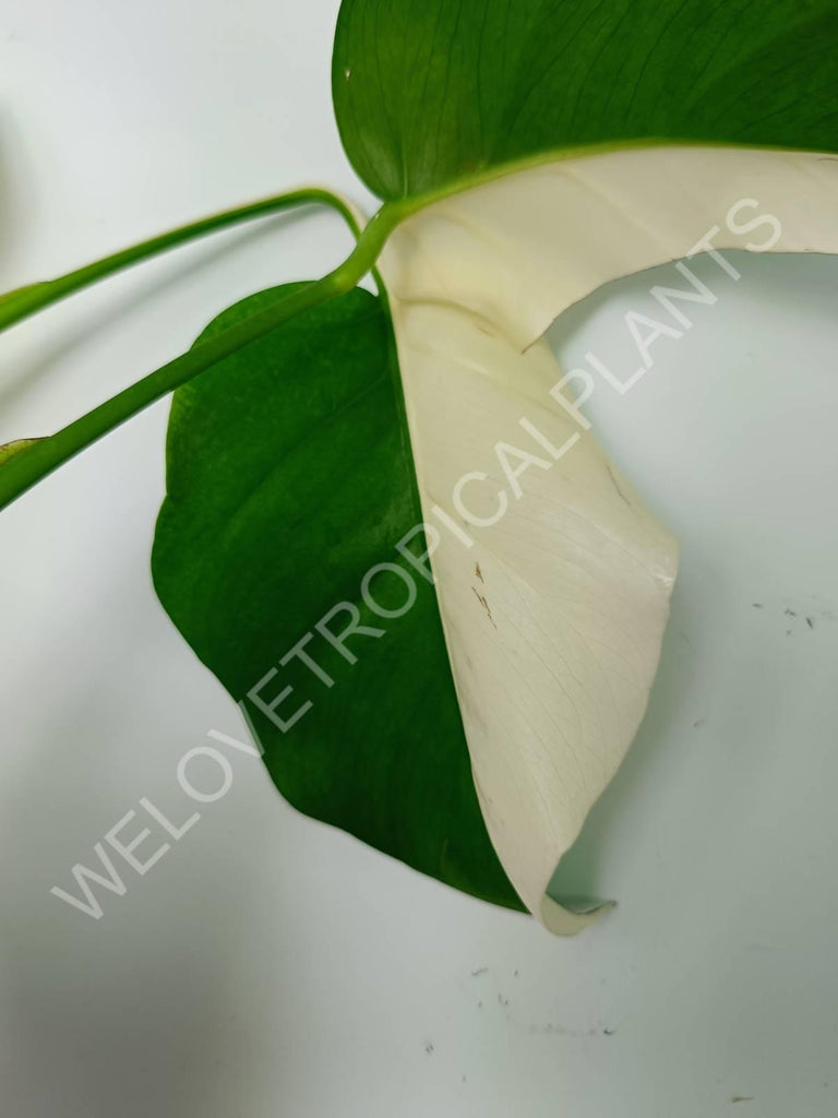 Monstera variegata albo extra white