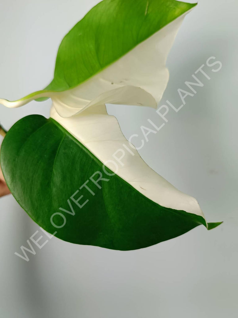 Monstera variegata albo extra white